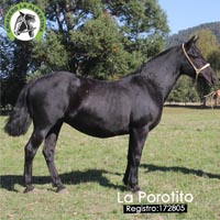 La porotito 172805